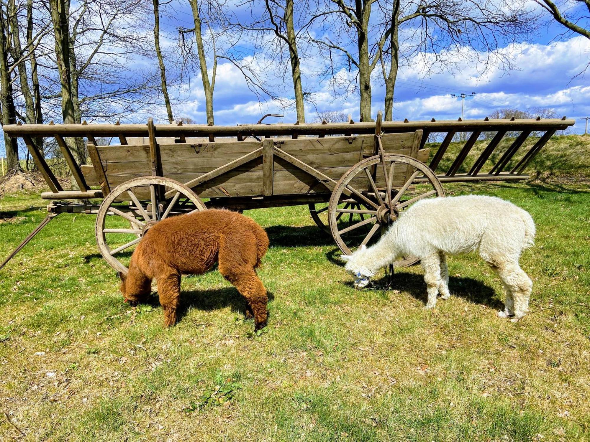 Gelbes Haus Seenland Ferienwohnungen Xl Elsterheide Dış mekan fotoğraf